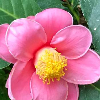 薄いピンクのお花の画像 by EMIさん | 薄いピンクのお花とハイドゥンツバキ（海棠椿）とピンクのお花と花のある暮らしとお散歩と神代植物公園