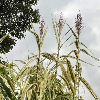 ダンチクの投稿画像一覧 Greensnap グリーンスナップ