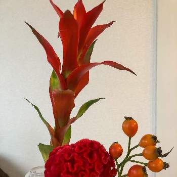 グズマニア属の画像 by モコさん | 部屋と赤色の花とグズマニア属と今日の一枚とケイトウ✿と赤・紅・あか・レッド