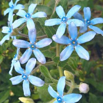 水色の花の投稿画像一覧 Greensnap グリーンスナップ 水色の花の投稿画像一覧 Greensnap グリーンスナップ