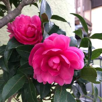 花の有る暮らしの画像 by みさちゃんさん | 小さな庭とサザンカとピンクの花と花壇の花と花の有る暮らし