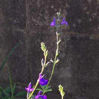 宿根サルビアブルーノートの投稿画像一覧 Greensnap グリーンスナップ