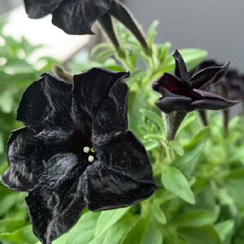 ペチュニア 黒之瀬戸の投稿画像一覧 Greensnap グリーンスナップ