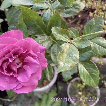 プラムパーフェクトの画像 by タマラさん | エントランスとプラムパーフェクトと病気に強いとバラ科と鉢植えと苗からと花のある暮らしとバラ・ミニバラと紫の花とコルデス