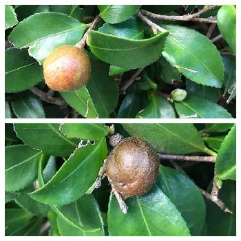 サザンカの実 の投稿画像一覧 Greensnap グリーンスナップ