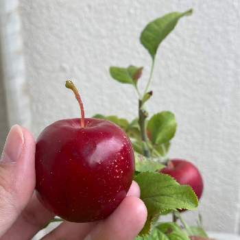 姫国光リンゴの画像 by Emiliaさん | バルコニー/ベランダとヒメリンゴと姫国光リンゴと赤い実