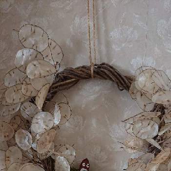 どんぐりトトロ の投稿画像一覧 Greensnap グリーンスナップ