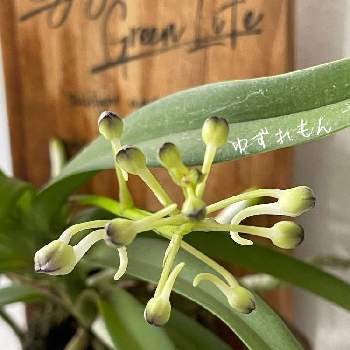 バンダ蘭 の投稿画像一覧 Greensnap グリーンスナップ