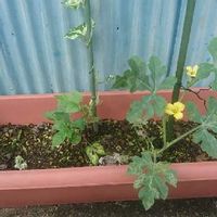 スイカの育て方 水やりの仕方や栽培できる場所は Greensnap グリーンスナップ