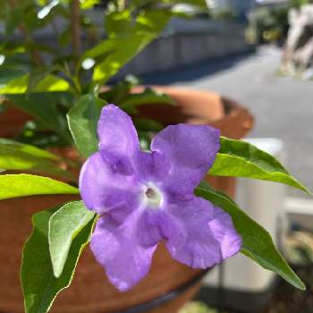 アラビアジャスミン 茉莉花の投稿画像一覧 Greensnap グリーンスナップ アラビアジャスミン 茉莉花の投稿画像一覧 Greensnap グリーンスナップ