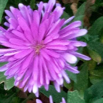 エゾギク属の画像 by ヒロンさん | お出かけ先とアスタ―とエゾギクとお出かけとエゾギク属とビュ～ティフルサンデ～と青いお花とエゾギクの花と幸せの青いお花とアスタ～と紫♥青が好きと紫色のお花とおしゃれとエゾギク。と青い秋の花2021とお出かけ先にて