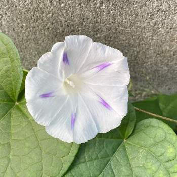 西洋朝顔 ミルキーウェイの投稿画像一覧 Greensnap グリーンスナップ