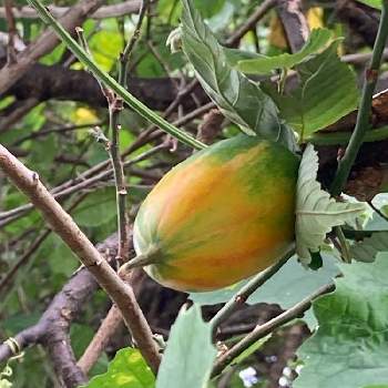 カラスウリの実✨の投稿画像一覧｜🍀GreenSnap（グリーンスナップ）