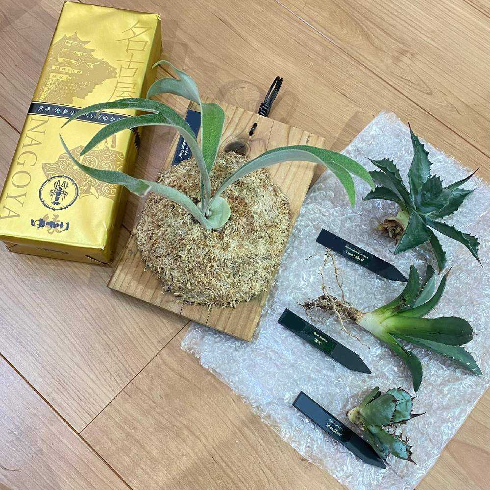 P. veitchii 'Auburn River' 成長記録 2024.8.20｜🍀GreenSnap