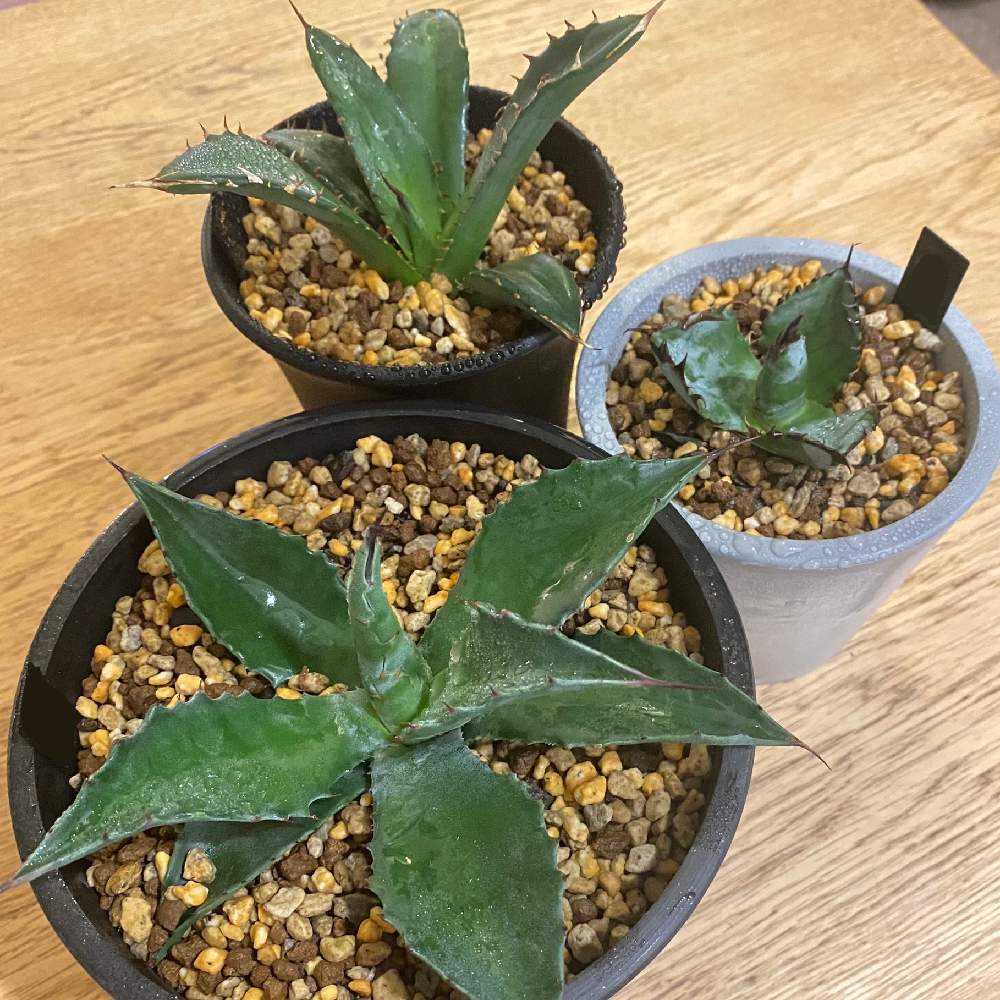 P. veitchii 'Auburn River' 成長記録 2024.8.20｜🍀GreenSnap