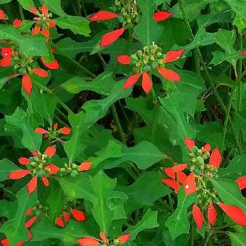 花弁が無い花の投稿画像一覧 Greensnap グリーンスナップ