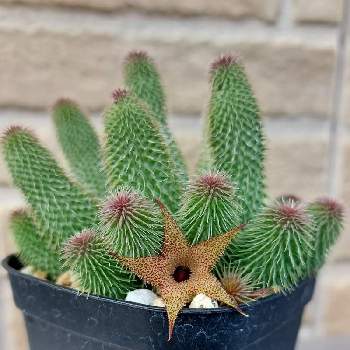 阿修羅の投稿画像一覧 Greensnap グリーンスナップ