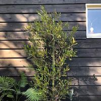 ドドナエアの育て方 植え付けや植え替えの時期は 剪定方法は Greensnap グリーンスナップ