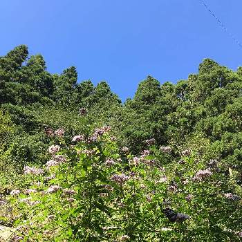 藤袴の画像 by ゆうこさん | 広い庭と藤袴と渡り蝶アサギマダラと我が故郷