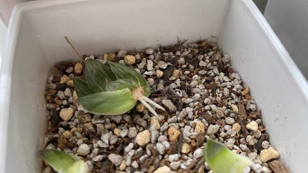 ハオルチア カキ仔の発根｜🍀GreenSnap（グリーンスナップ）