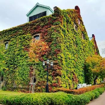 サッポロファクトリーの投稿画像一覧 Greensnap グリーンスナップ