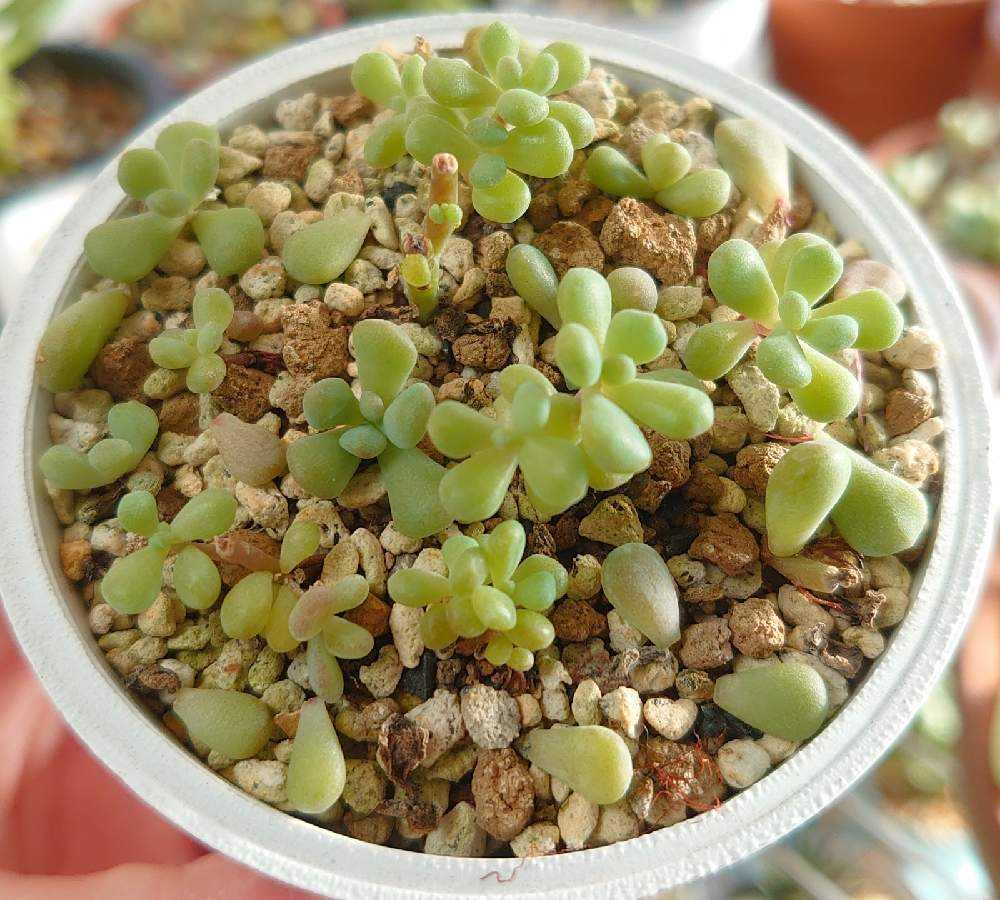 ワンダワンダー2 多肉植物 ワンダ ワンダー2を増やそう計画=͟͟͞͞ʕ•̫͡•ʔ =͟͟͞͞ʕ•̫͡•ʔ =͟͟͞͞ʕ