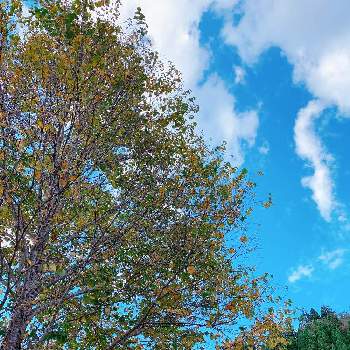 秋晴れの日の画像 by tanoさん | 秋の空と木々とコロナ１日も早い終息を願いますと秋晴れの日と香愛ローズガーデンとチーム岐阜と雲仲間とＧＳの皆様に感謝とお出掛け先と優しい気持ちと紅葉始まる