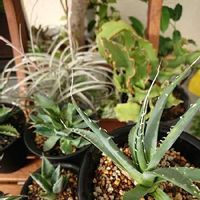 マダガスカルジャスミンの育て方 植える時期や剪定方法は Greensnap グリーンスナップ