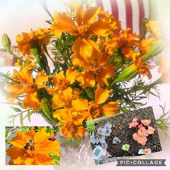 ヘデラ 雪ほたるの投稿画像一覧 Greensnap グリーンスナップ