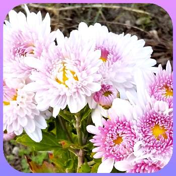 風は秋風の画像 by ぴょんさん | お出かけ先ときく  菊と孫との散歩と風は秋風と可愛い❤と綺麗なお花❤と散歩ときれいな色と近所とピンク色の花と花のある暮らし