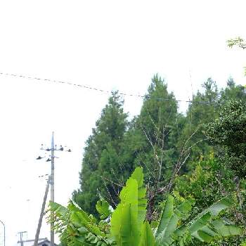 ピンクバナナの画像 by センニンさん | お出かけ先とピンクバナナと千葉市若葉区