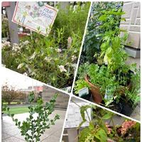 イタリアンパセリの育て方 種まきや植え付けの方法は Greensnap グリーンスナップ