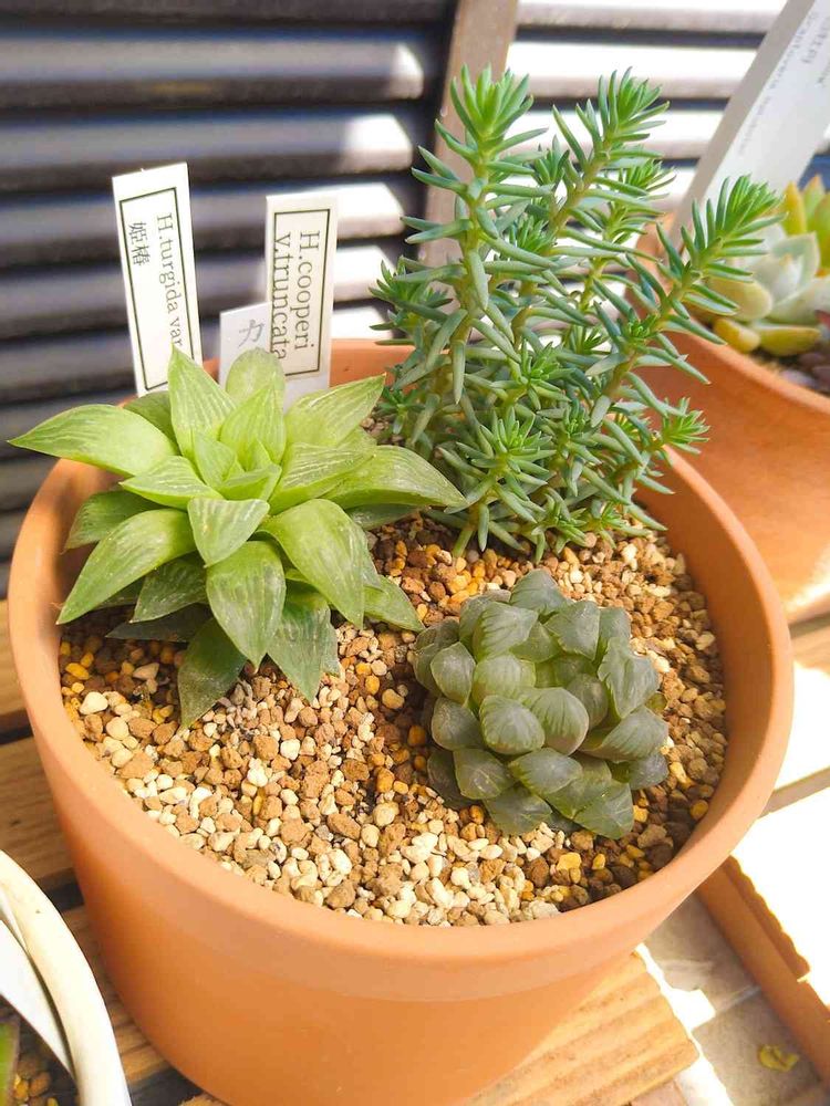 多肉植物 羽衣 抜き苗 （羽衣を脱いだ銀月の軌跡 ｜ GreenSnap 
