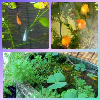 みゆきメダカの投稿画像一覧 Greensnap グリーンスナップ