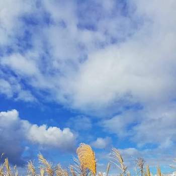 すすきのある景色の画像 by ninoさん | お出かけ先と青空とススキ*とすすきのある景色と青い空と白い雲