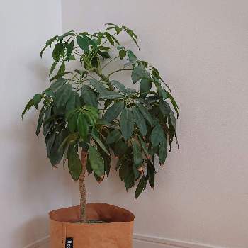 カポック の投稿画像一覧 Greensnap グリーンスナップ