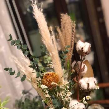 綿の花の画像 by Rikasgardenさん | 部屋とピンクッションと綿の花とワックスフラワーとユーカリと花のある空間とドライフラワーと頂いたお花と花いろいろと花のある暮らし