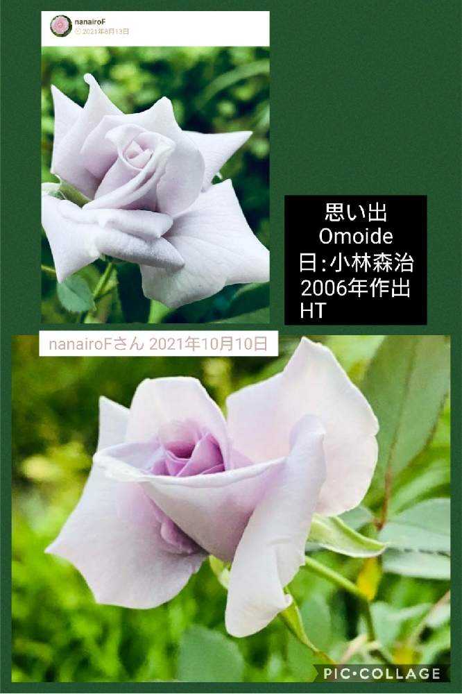 みんなの青薔薇図鑑①【ア〜ス編】|🍀GreenSnap(グリーン みんなの青薔薇図鑑①【ア〜ス編】|🍀GreenSnap(グリーン