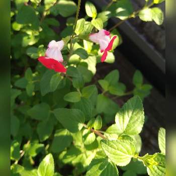 ホットリップスの投稿画像一覧 Greensnap グリーンスナップ