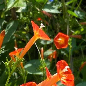 マルバルコウソウの花の画像 by n i eさん | お出かけ先とマルバルコウソウ(丸葉縷紅)と繁殖力旺盛とオレンジ色のお花とマルバルコウソウの花