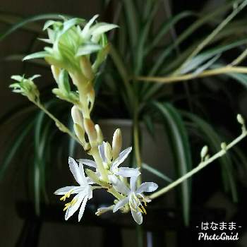 オリヅルランの花の投稿画像一覧 Greensnap グリーンスナップ オリヅルランの花の投稿画像一覧 Greensnap グリーンスナップ
