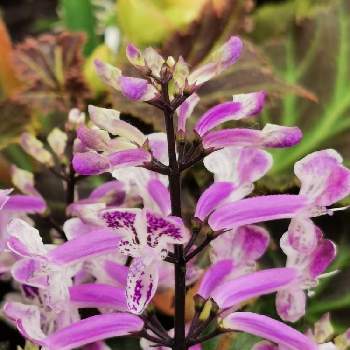 さいたま新都心駅の投稿画像一覧 Greensnap グリーンスナップ