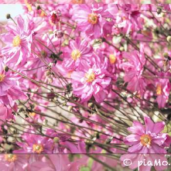 秋雨の画像 by piaMo☆さん | 小さな庭と秋明菊（シュウメイギク）と秋雨と秋の朝と優しいピンクの花とLove Hokkaido♡
