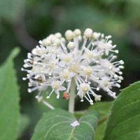 ウド,山野草,白い花,ウコギ科,都立浅間山公園の画像