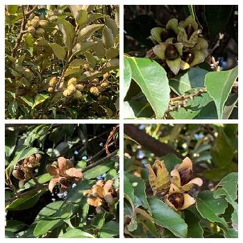 スダジイの実の投稿画像一覧 Greensnap グリーンスナップ