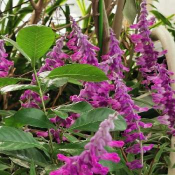 さいたま新都心駅の投稿画像一覧 Greensnap グリーンスナップ