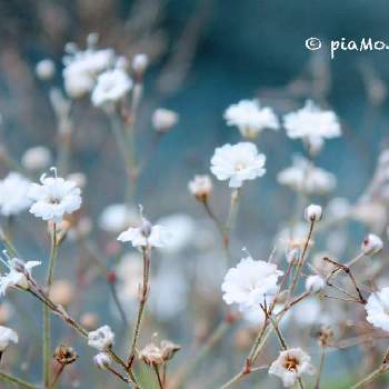 小さい＝かわいいの画像 by piaMo☆さん | 小さな庭とLove Hokkaido♡と小さい＝かわいいと秋の朝と初秋と秋雨