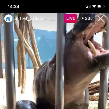 ニフレルの投稿画像一覧 Greensnap グリーンスナップ