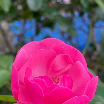 薔薇 アンジェラの画像 by michi!さん | 小さな庭と薔薇 アンジェラと花のある暮らしと小さな庭からとミッチの会と薔薇の花と共にとピンクピンク