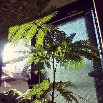 元気に成長中の画像 by ほらぺさん | 窓辺とエバーフレッシュと観葉植物と元気に成長中と朝日を浴びてと日光浴とインドアグリーンのある暮らし